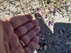 Stephanomeria exigua