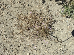 Stephanomeria exigua