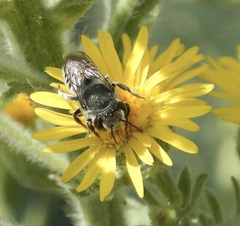 Megachilidae