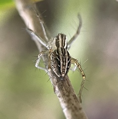 Oxyopes