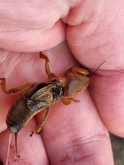 Gryllotalpa australis