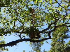 Tillandsia guatemalensis