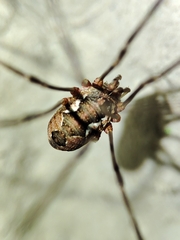 Phalangiinae
