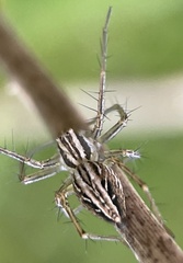 Oxyopes