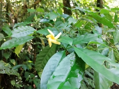 Tabernaemontana donnell-smithii