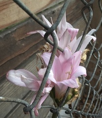 Amaryllis belladonna