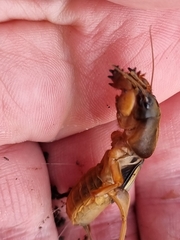Gryllotalpa australis