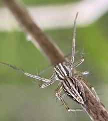 Oxyopes