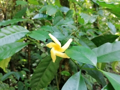 Tabernaemontana donnell-smithii