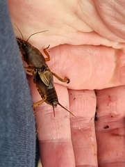 Gryllotalpa australis