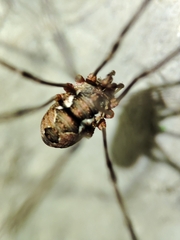 Phalangiinae