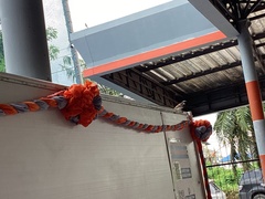 Passer domesticus indicus