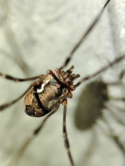 Phalangiinae