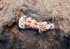 Goniobranchus leopardus