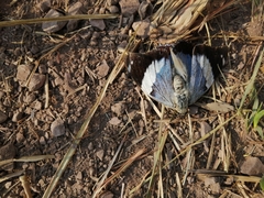 Charaxes bohemani