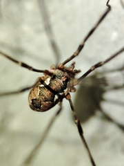Phalangiinae