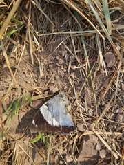 Charaxes bohemani