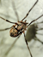 Phalangiinae