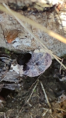 Nectriopsis violacea