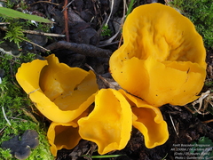 Sowerbyella imperialis