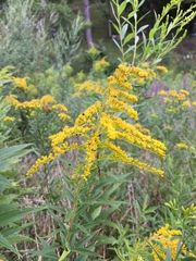 Solidago canadensis hargeri
