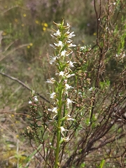 Prasophyllum odoratum