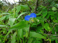 Commelina benghalensis