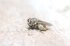 Muscoidea