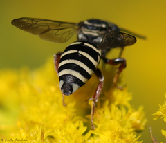 Triepeolus pectoralis