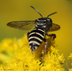 Triepeolus pectoralis