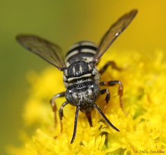 Triepeolus pectoralis