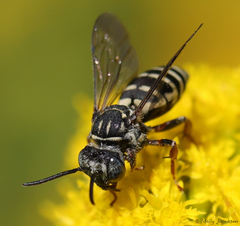 Triepeolus pectoralis