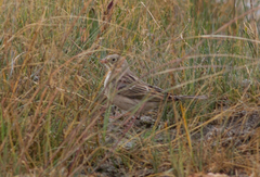 Emberiza hortulana