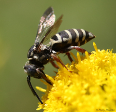 Triepeolus pectoralis
