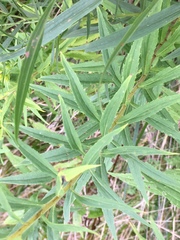 Solidago canadensis hargeri