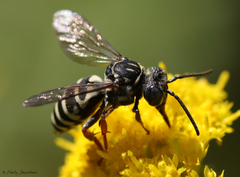 Triepeolus pectoralis