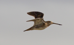 Gallinago