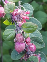 Symphoricarpos orbiculatus