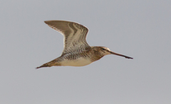 Gallinago