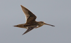 Gallinago