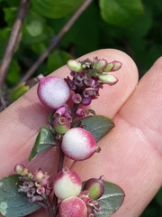 Symphoricarpos orbiculatus