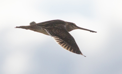 Gallinago