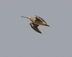 Gallinago