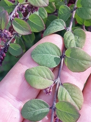 Symphoricarpos orbiculatus