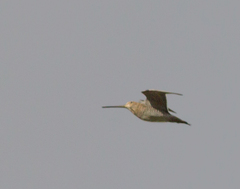 Gallinago