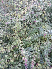 Symphoricarpos orbiculatus