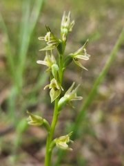 Prasophyllum occultans