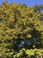 Acer
