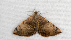 Chrysolarentia mecynata