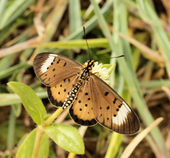 Acraea axina